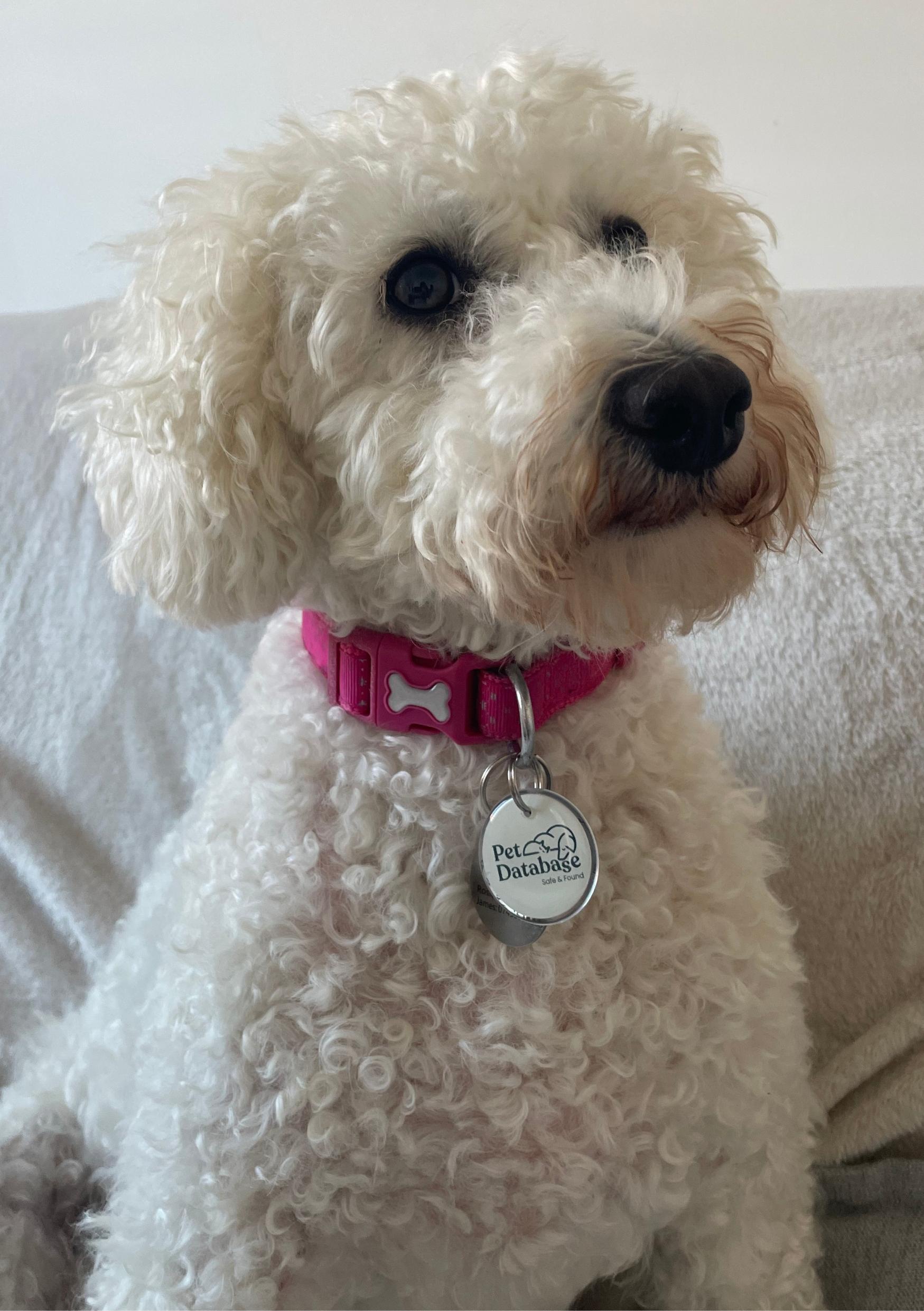 Pet Database Smart Pet Tag