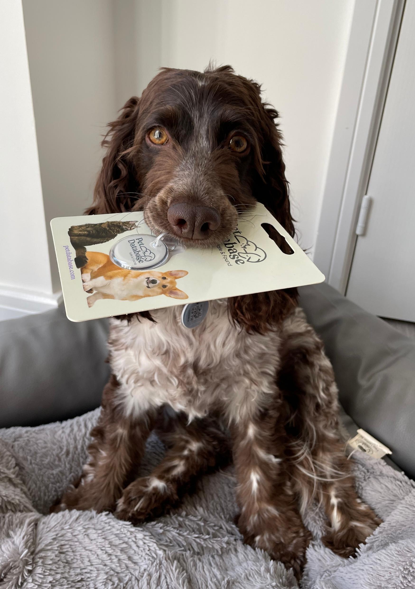 Exclusive 50% Off: Smart Pet Tag + Lifetime Subscription for £20