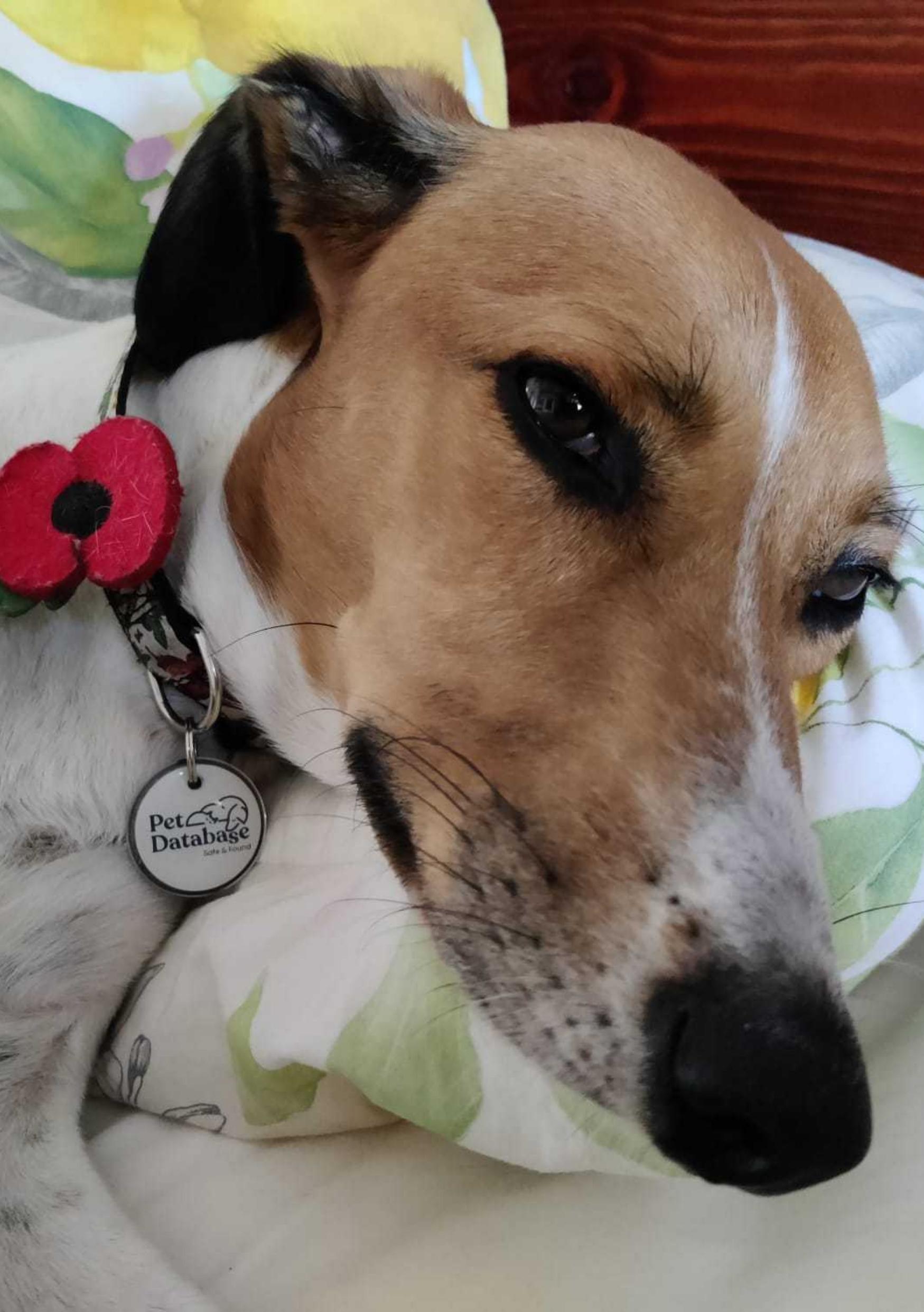 Pet Database Smart Pet Tag